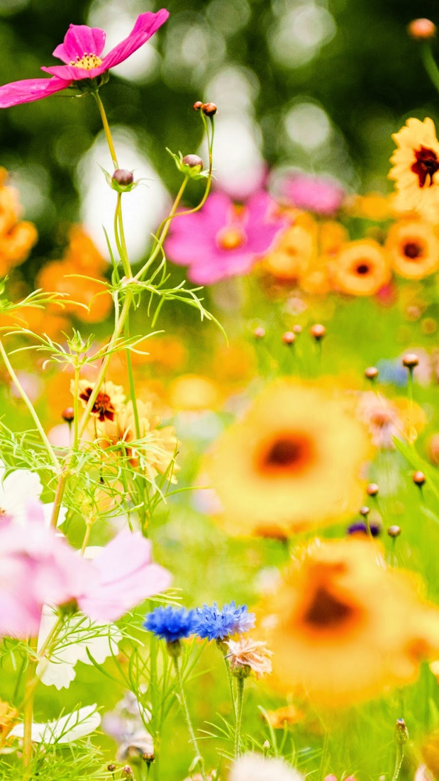 أحدث خلفيات عالية الدقه 2015 bntpal_1426302354_28