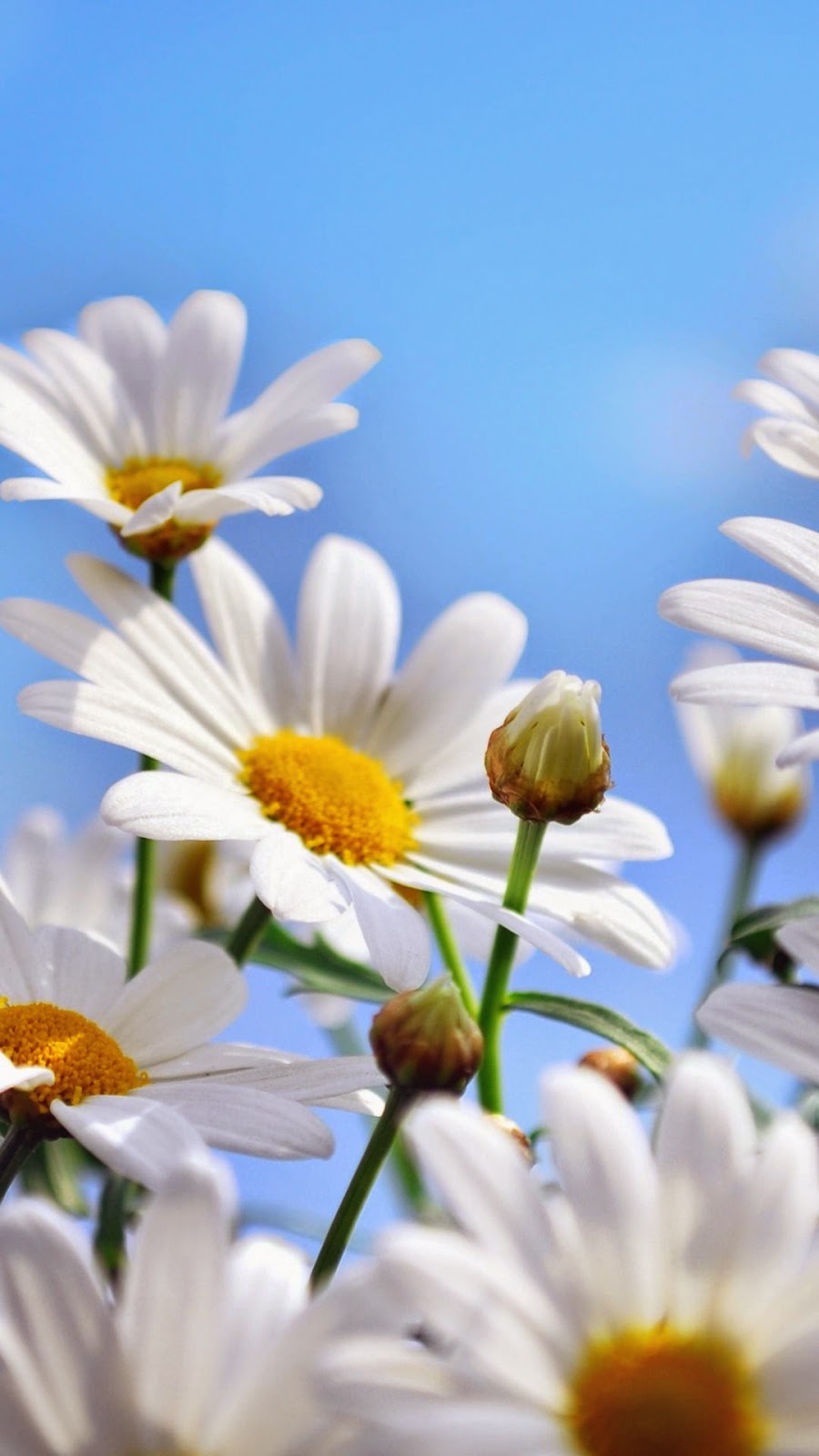 أحدث خلفيات عالية الدقه 2015 bntpal_1426302355_84