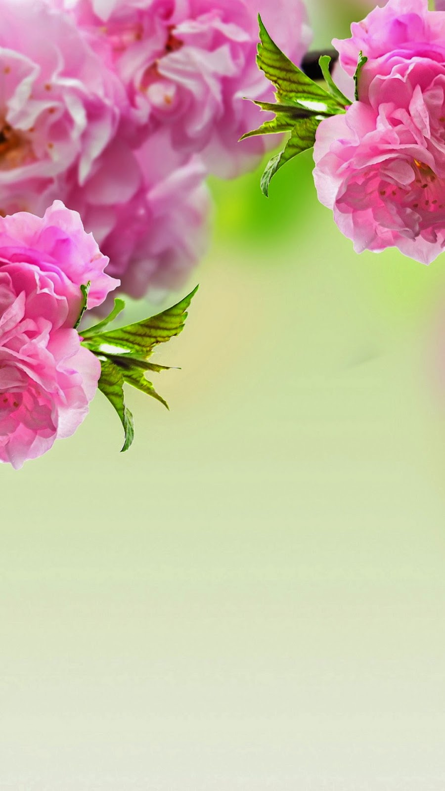 أحدث خلفيات عالية الدقه 2015 bntpal_1426302358_65
